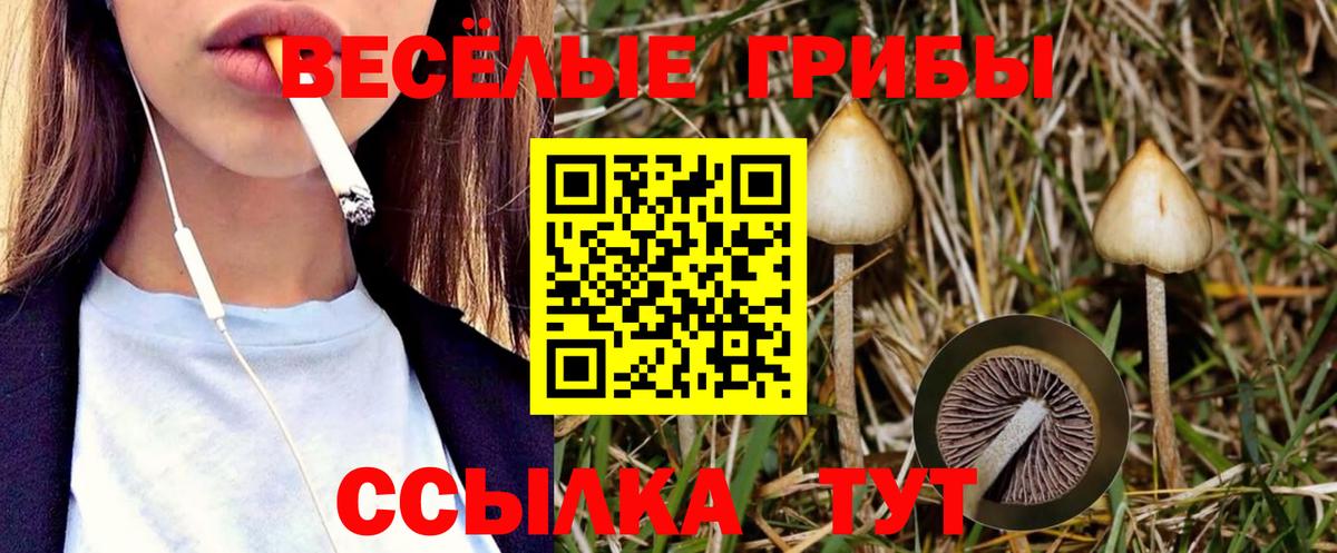 Краснознаменск  Псилоцибиновые грибы GOLDEN TEACHER  Вход с VPN  Галлюциногенные грибы прущие грибы 
